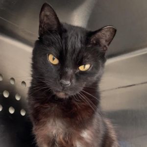 Pilot, Senior Male Domestic Short Hair