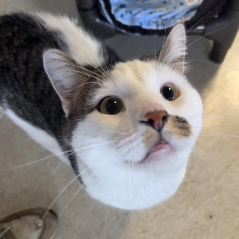 Paul, an adoptable Domestic Short Hair in Milford, IA, 51351 | Photo Image 1