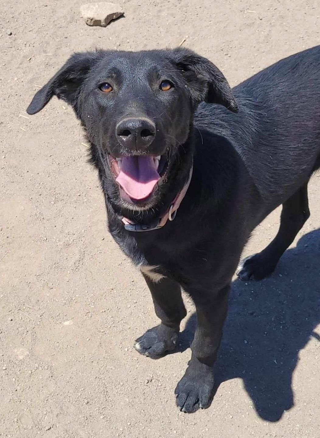 Frankie, an adoptable Shepherd in Yreka, CA, 96097 | Photo Image 1