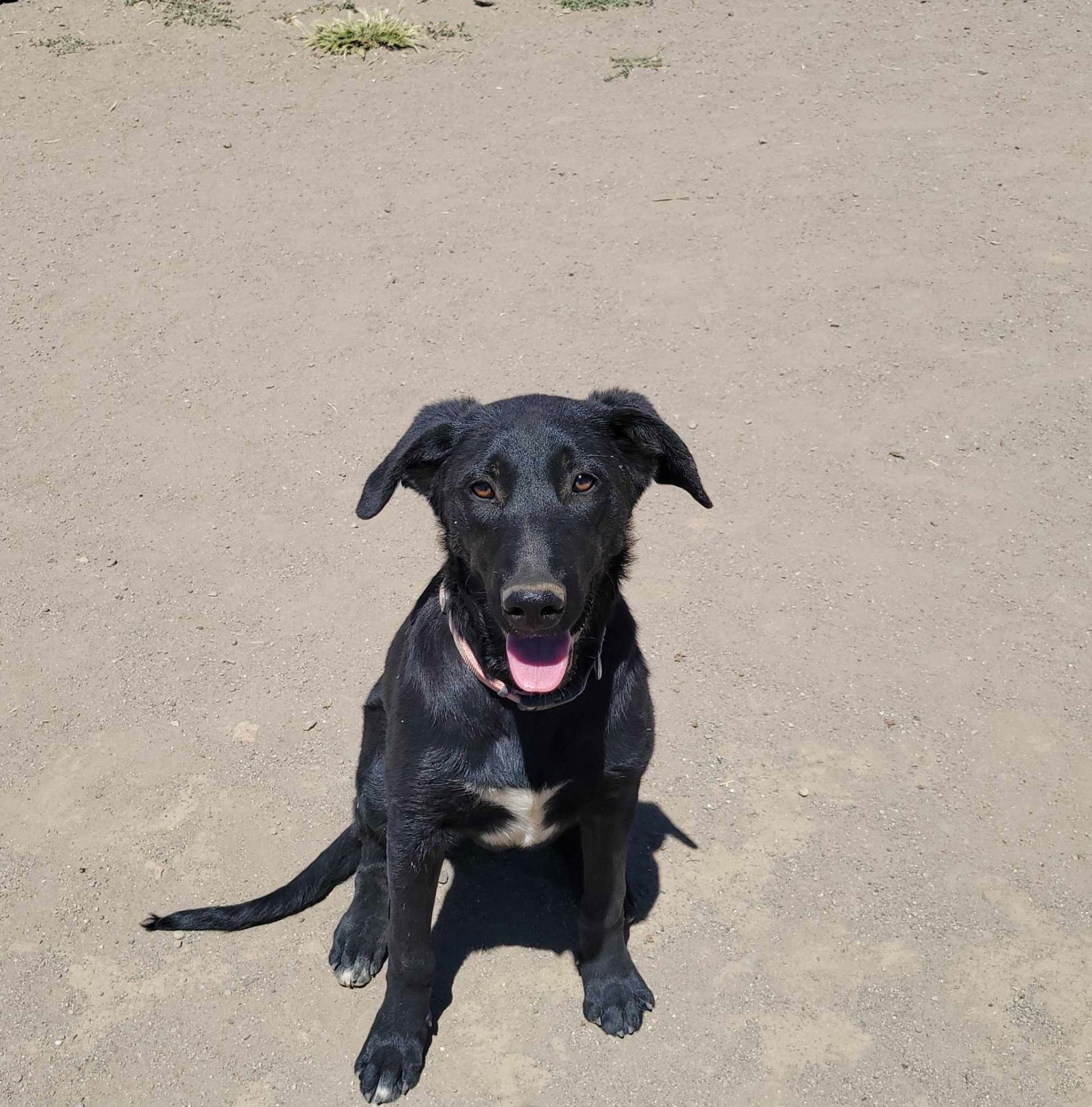 Frankie, an adoptable Shepherd in Yreka, CA, 96097 | Photo Image 2