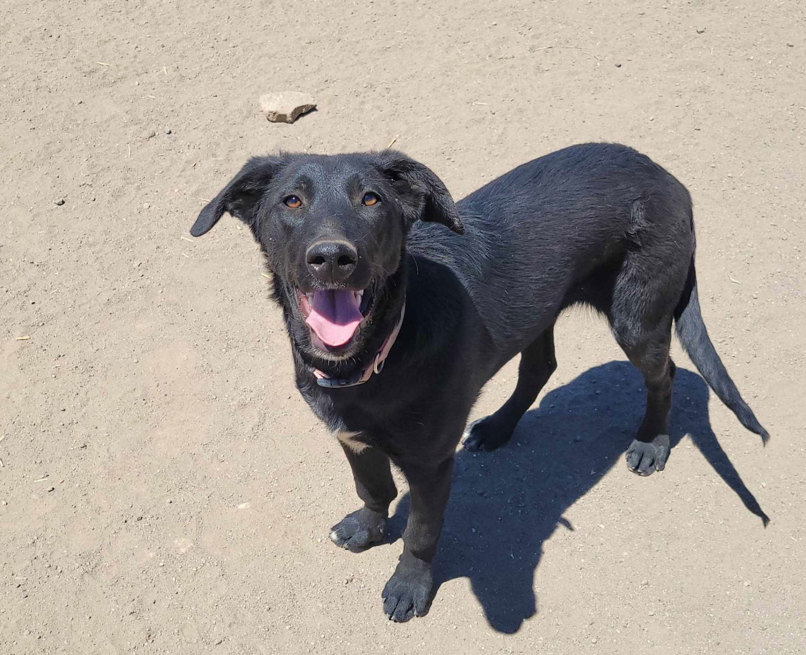 Frankie, an adoptable Shepherd in Yreka, CA, 96097 | Photo Image 3