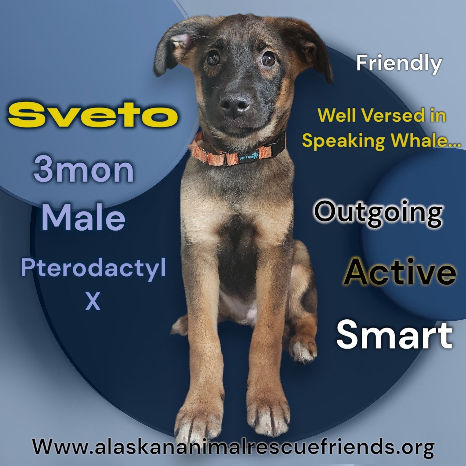 Sveto, an adoptable Beagle, Border Collie in Anchorage, AK, 99503 | Photo Image 1