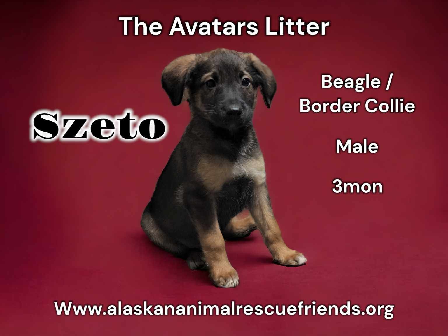 Sveto, an adoptable Beagle, Border Collie in Anchorage, AK, 99503 | Photo Image 2