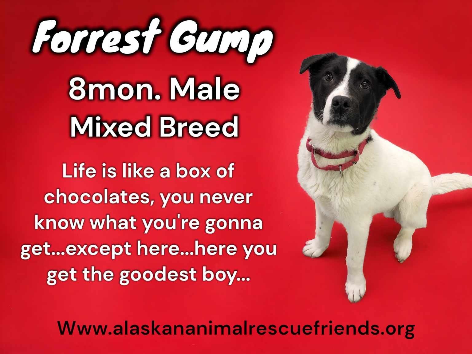 Forrest Gump, an adoptable Labrador Retriever in Anchorage, AK, 99503 | Photo Image 1