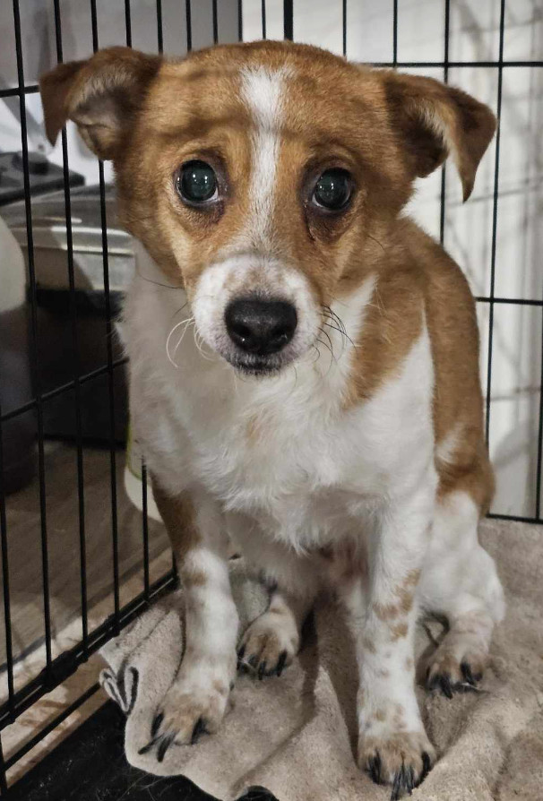 Harry, an adoptable Beagle, Jack Russell Terrier in Anchorage, AK, 99503 | Photo Image 1