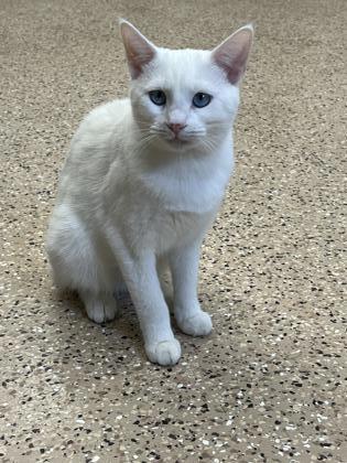 Banshee, an adoptable Domestic Short Hair in Fergus Falls, MN, 56537 | Photo Image 1