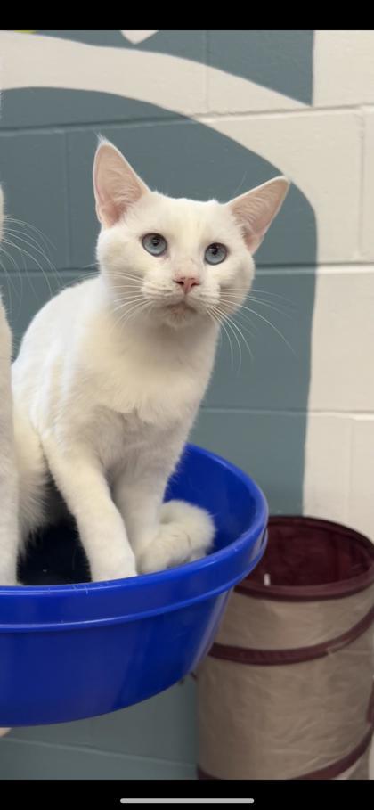 Banshee, an adoptable Domestic Short Hair in Fergus Falls, MN, 56537 | Photo Image 3