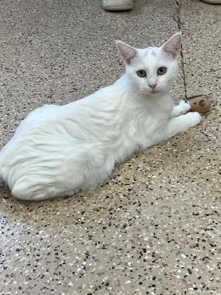 Phantom, an adoptable Domestic Short Hair in Fergus Falls, MN, 56537 | Photo Image 3