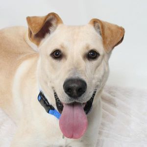 HIIIII My name is Paisley I am a happy-go-lucky energetic boy with so much love to give I wiggle 