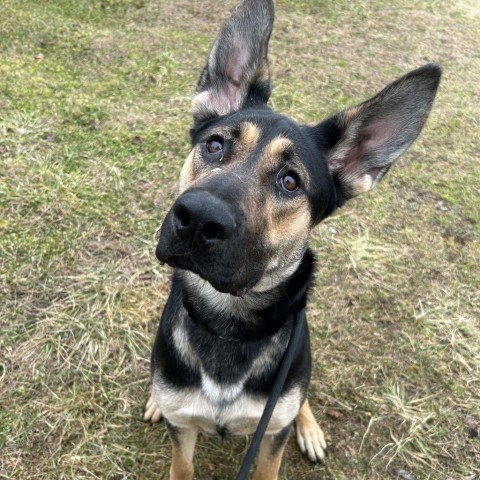 Toby, an adoptable German Shepherd Dog in Thomaston, ME, 04861 | Photo Image 1