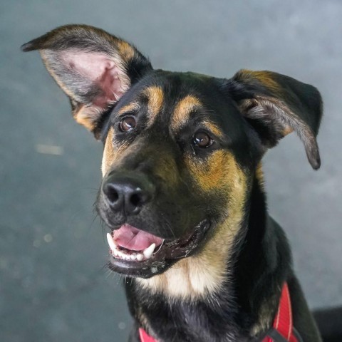 Toby, an adoptable German Shepherd Dog in Thomaston, ME, 04861 | Photo Image 2