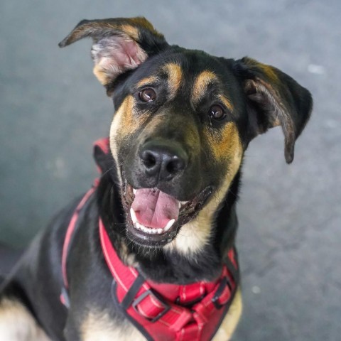 Toby, an adoptable German Shepherd Dog in Thomaston, ME, 04861 | Photo Image 3