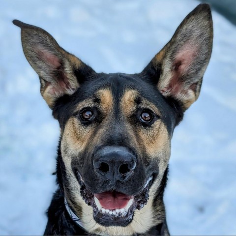 Toby, an adoptable German Shepherd Dog in Thomaston, ME, 04861 | Photo Image 4