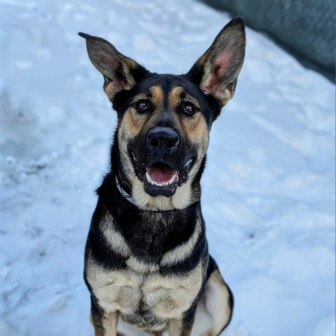 Toby, an adoptable German Shepherd Dog in Thomaston, ME, 04861 | Photo Image 5