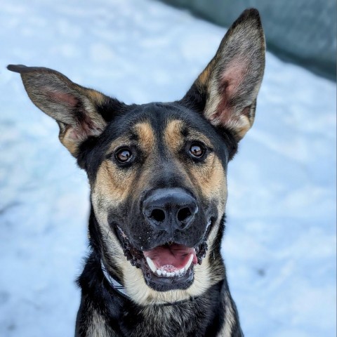 Toby, an adoptable German Shepherd Dog in Thomaston, ME, 04861 | Photo Image 6