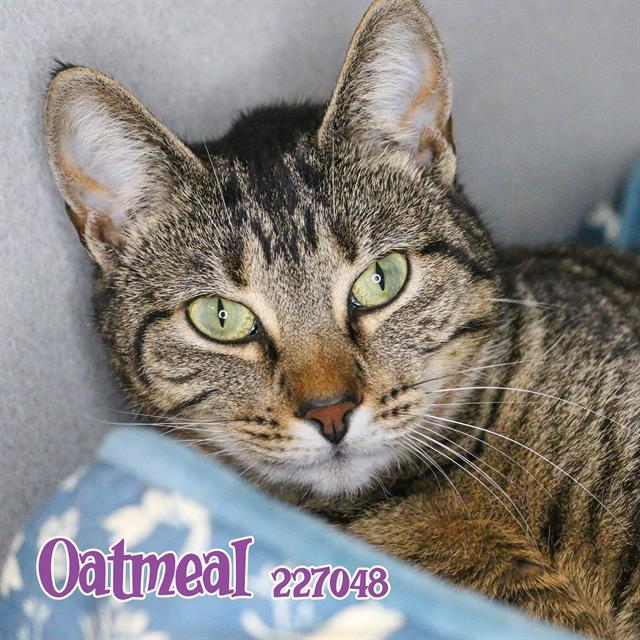 OATMEAL, an adoptable Domestic Short Hair in Fort Walton Beach, FL, 32548 | Photo Image 1