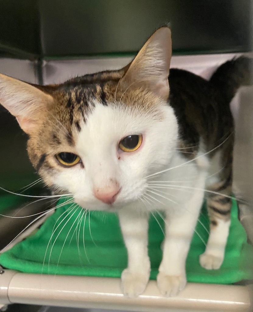 Thunder, an adoptable Domestic Short Hair in Virginia, MN, 55792 | Photo Image 1