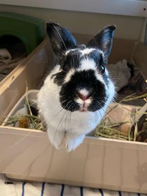Rockette is an itty bitty bun lady ready to kick up her legs and wow you Her foster says Honestly