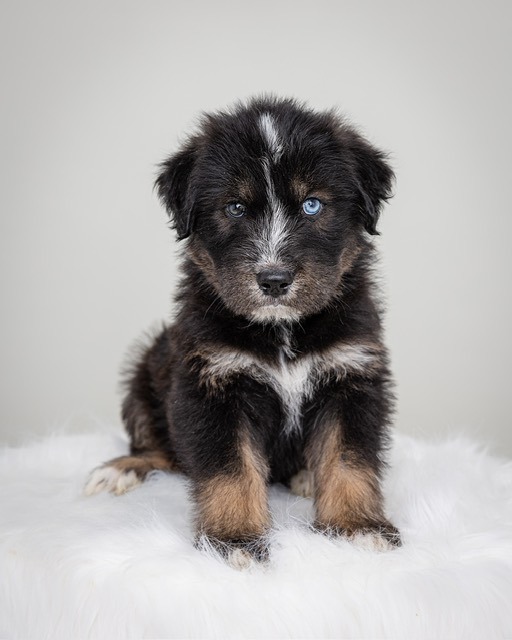 Goldendoodle best sale husky mix