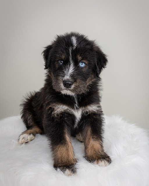 Goldendoodle 2024 husky mix