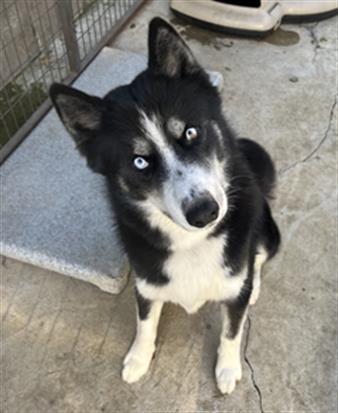 BLACK JACK A057171, an adoptable Siberian Husky in San Andreas, CA, 95249 | Photo Image 2