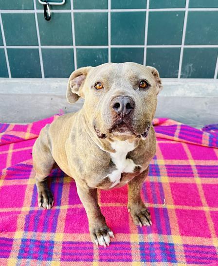 Dog For Adoption - Maggie, A Pit Bull Terrier In Rancho Cucamonga, Ca 