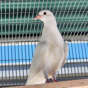 Greetings my name is Hans Gruber Im a handsome adult male King pigeon looking for my forever home