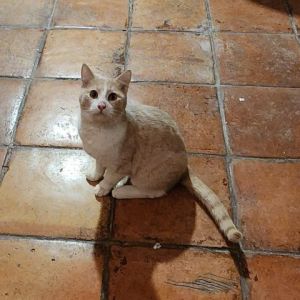 ADOPT BANDIT Bandit is a feline sensation with his striking orange and white co