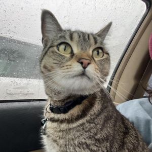 Hear from Zervers loving foster family - Zerver is a 2 and a half year old tabby cat who is