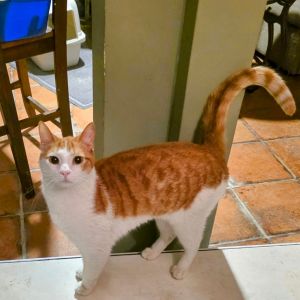 Smokey Domestic Short Hair Cat