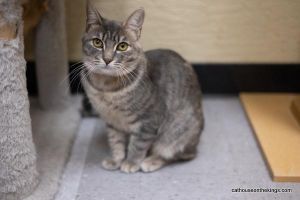 Cat for adoption - Alice, a Russian Blue Mix in Sherman Oaks, CA 