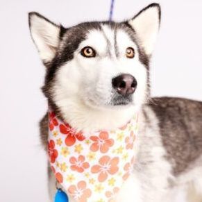 Siberian husky rescue store ma