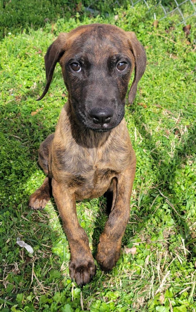 Brindle store doberman pinscher