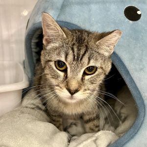 Jane is a very exotic looking black and white spotted tabby She looks like a tiny spotted cheeta S