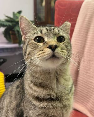 Jane is a very exotic looking black and white spotted tabby She looks like a tiny spotted cheeta S