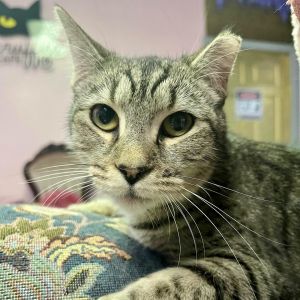 Jane is a very exotic looking black and white spotted tabby She looks like a tiny spotted cheeta S