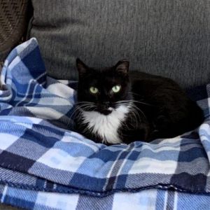Claudia is a sweet petite tuxedo girl Shes been let down by the previous humans in her life and now