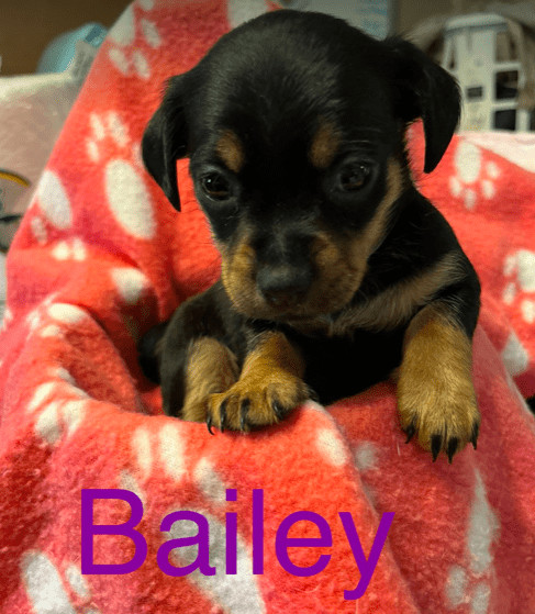 Bailey