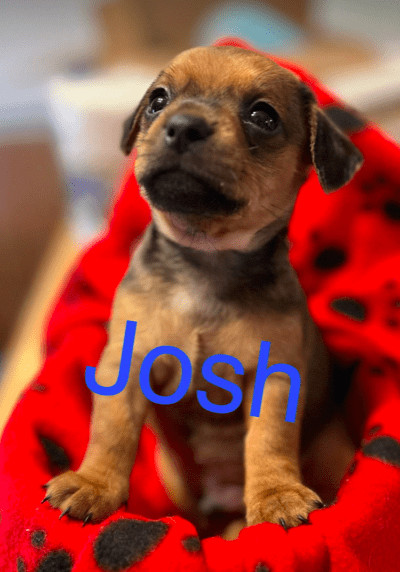 Josh