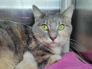 Maggie, Adult Female Domestic Short Hair