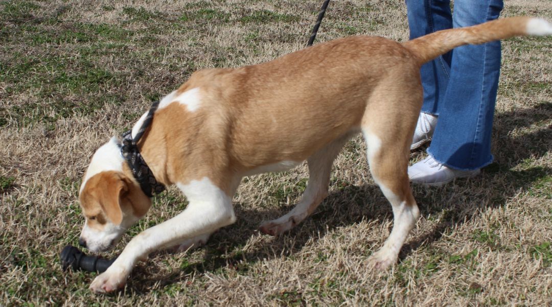 Dog for adoption - CANE, a Beagle & Pit Bull Terrier Mix in Claremore