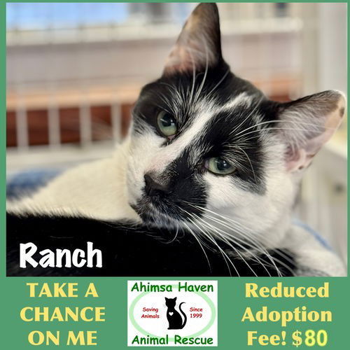 Ranch, an adoptable Domestic Short Hair in Winchendon, MA, 01475 | Photo Image 1