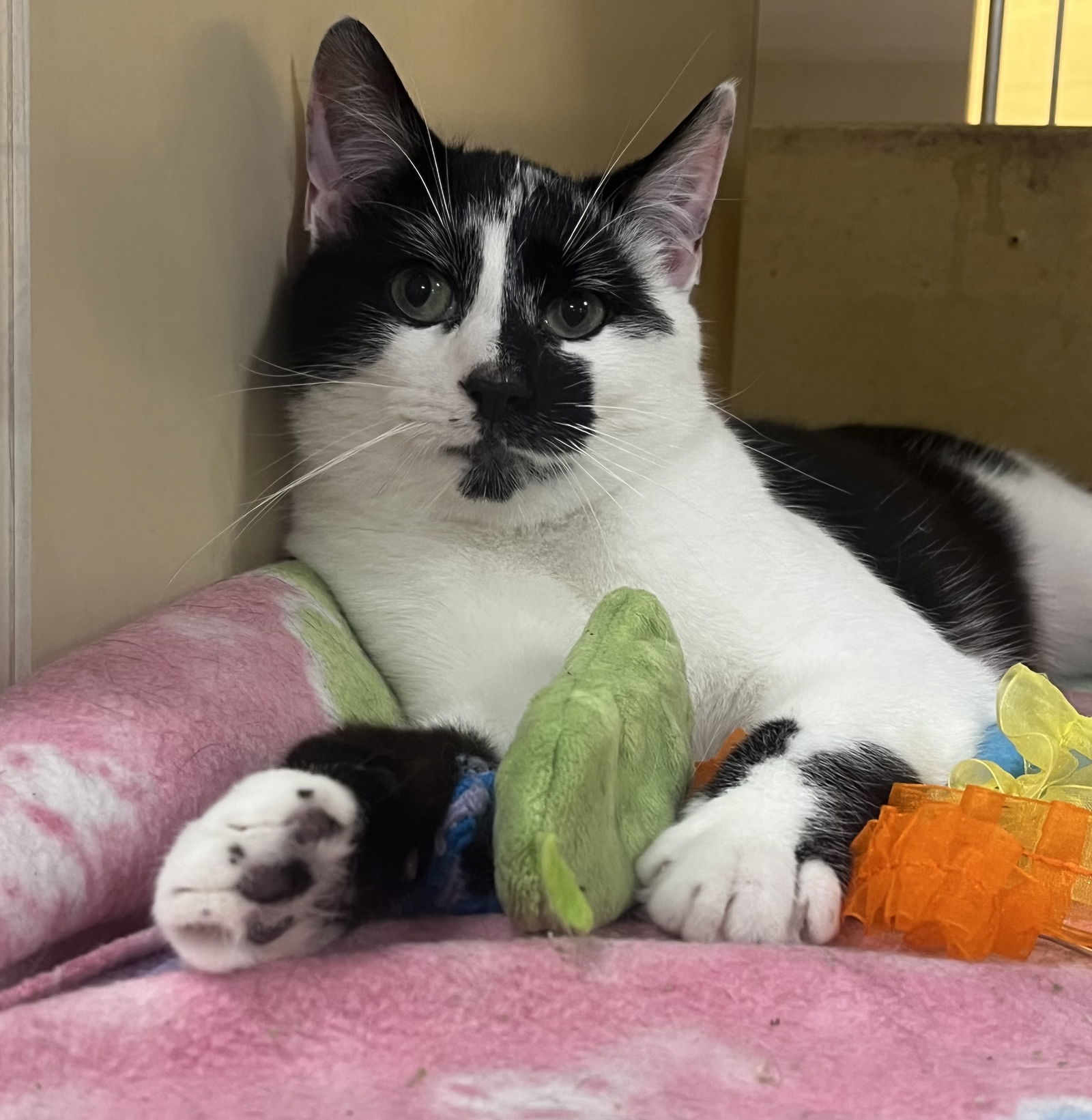 Ranch, an adoptable Domestic Short Hair in Winchendon, MA, 01475 | Photo Image 2