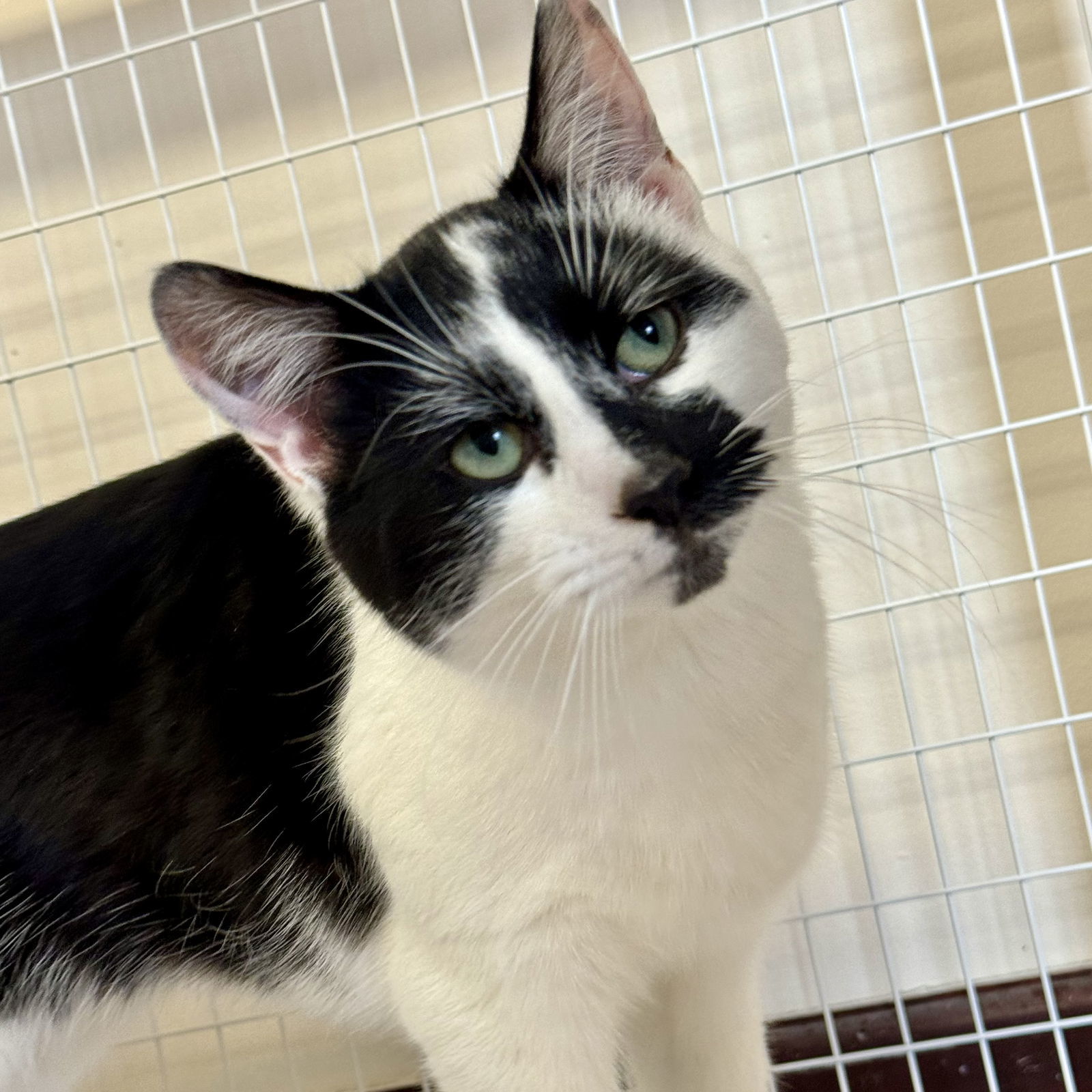 Ranch, an adoptable Domestic Short Hair in Winchendon, MA, 01475 | Photo Image 3