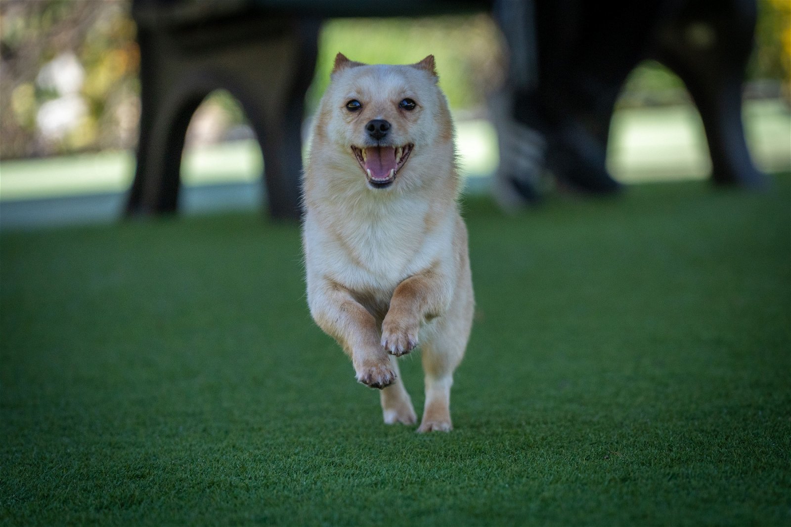JINDOL, an adoptable Spitz, Pomeranian in Agoura Hills, CA, 91301 | Photo Image 1