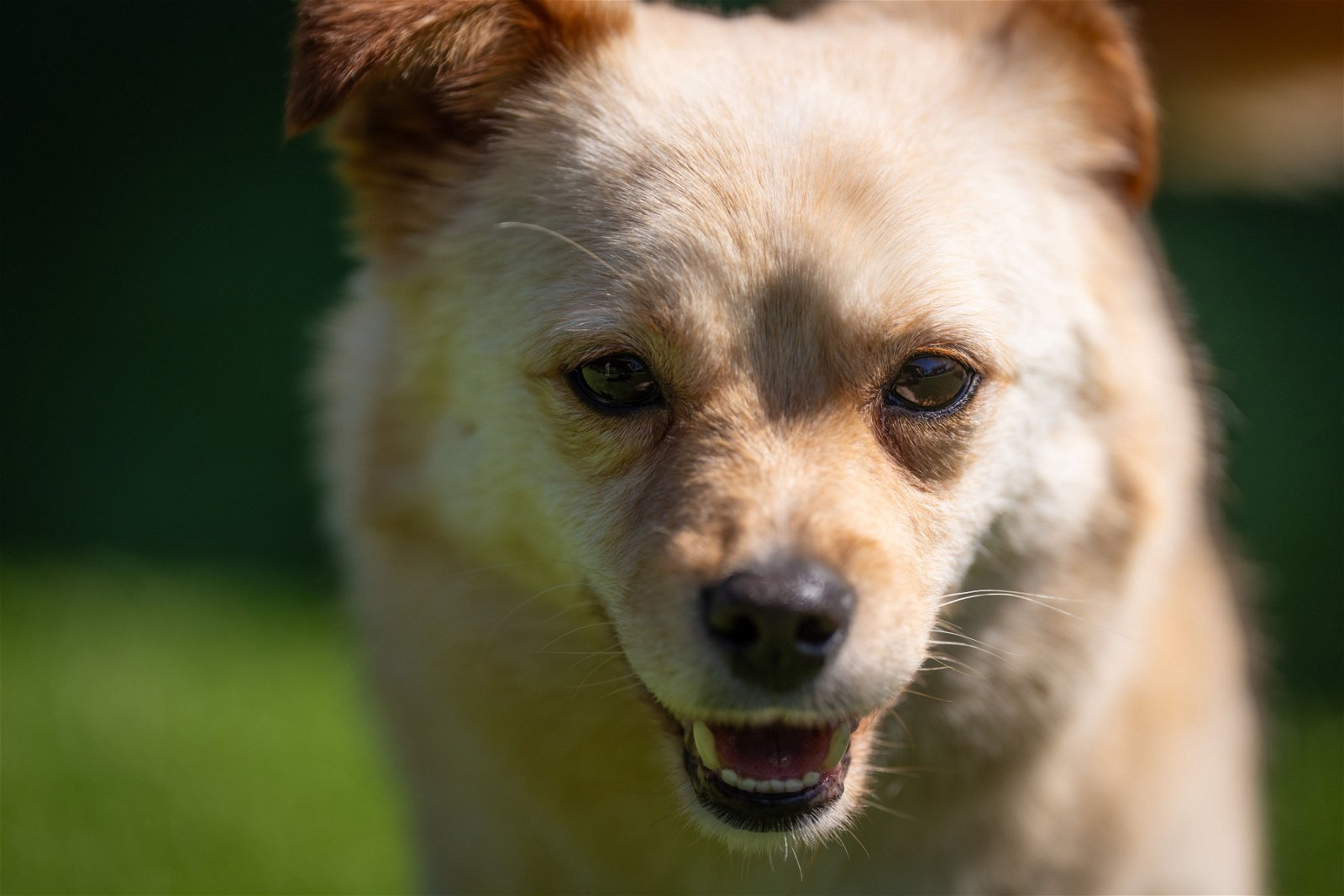 JINDOL, an adoptable Spitz, Pomeranian in Agoura Hills, CA, 91301 | Photo Image 5