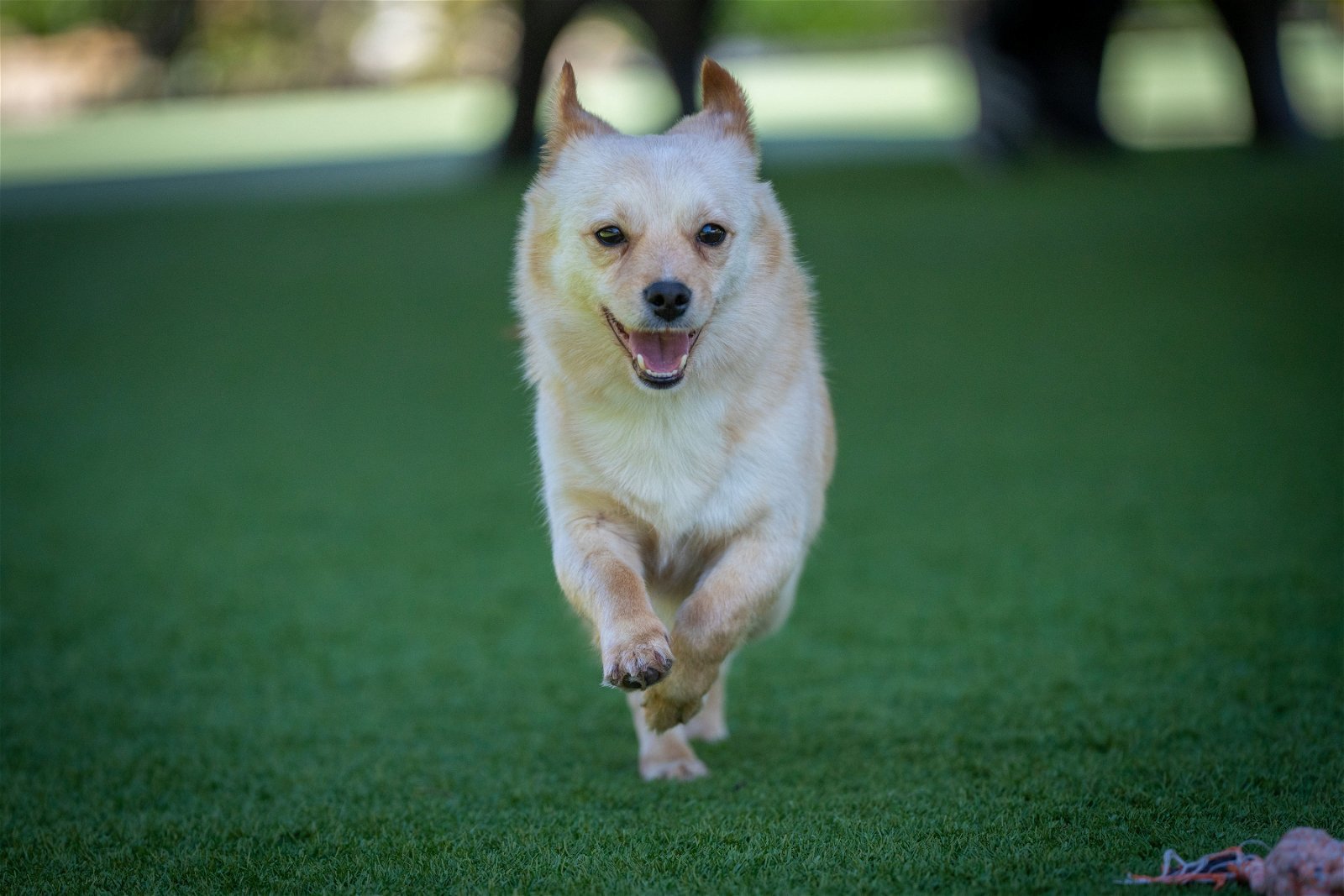 JINDOL, an adoptable Spitz, Pomeranian in Agoura Hills, CA, 91301 | Photo Image 6