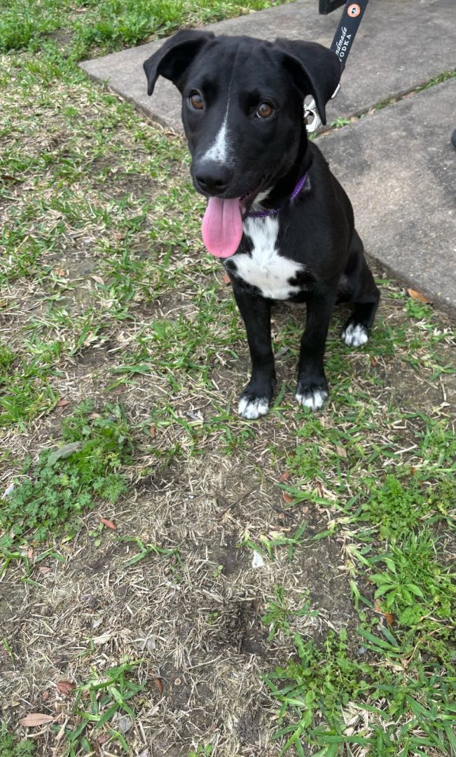 Dog for adoption - Arya Ross, a Black Labrador Retriever & Pit Bull ...