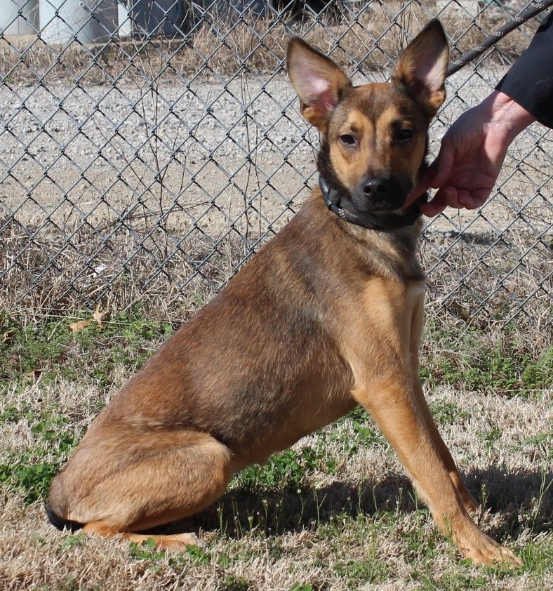 Dog for adoption - MELANIE, a Belgian Shepherd / Malinois Mix in