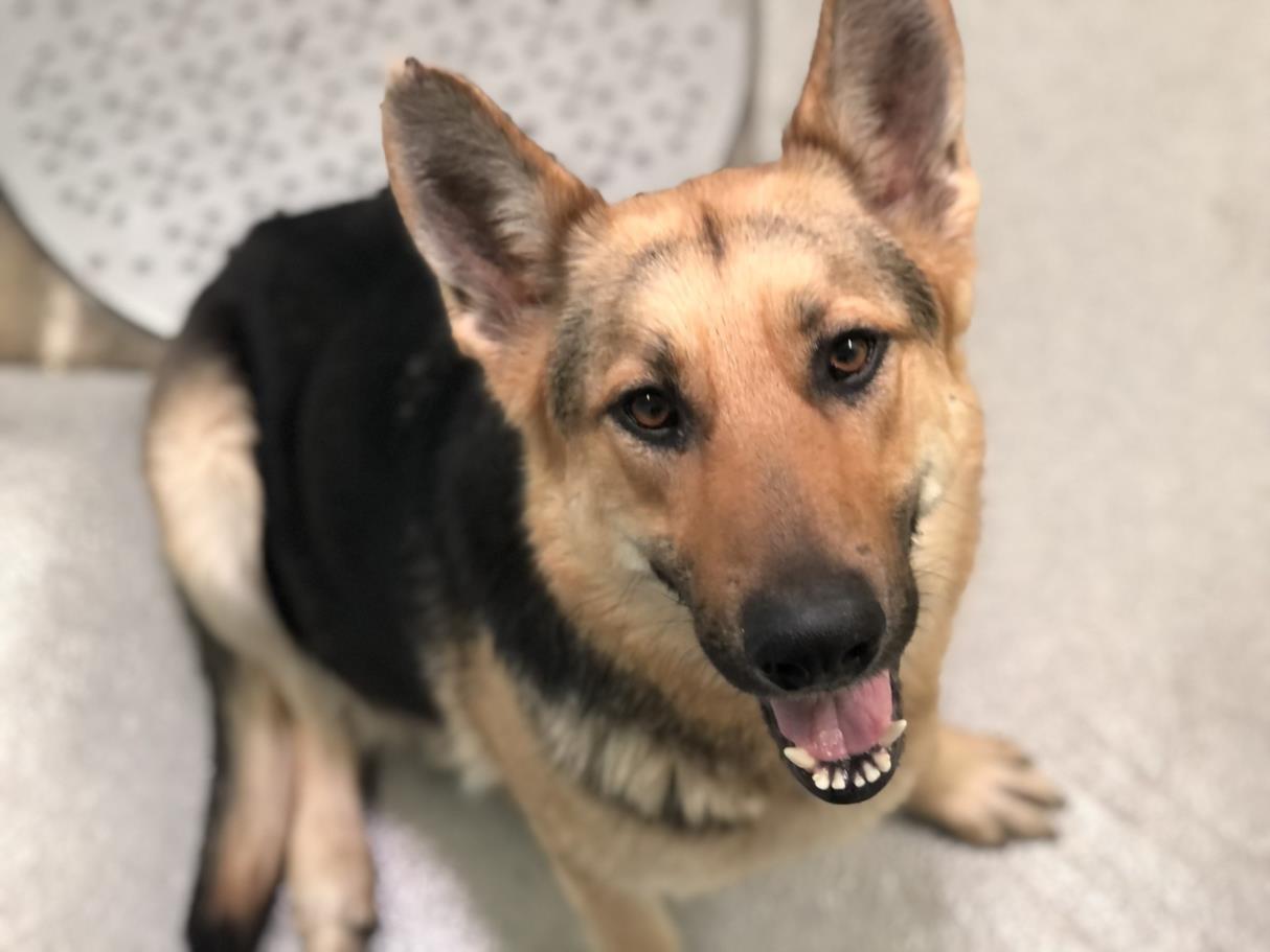 Dog for adoption - HELGA, a German Shepherd Dog in Rancho Cucamonga, CA ...